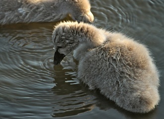 Black swan signet